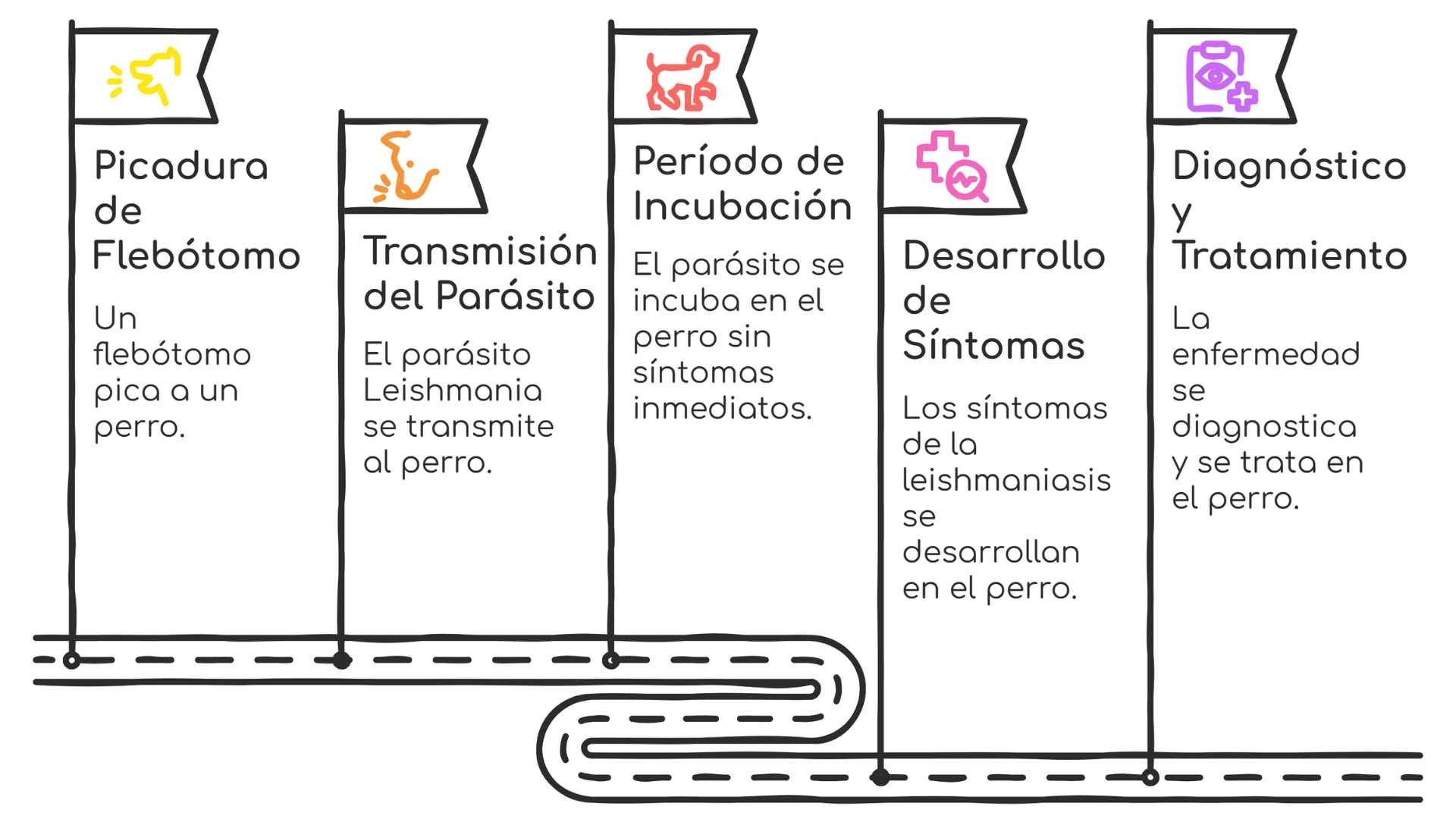 ciclo leishmania